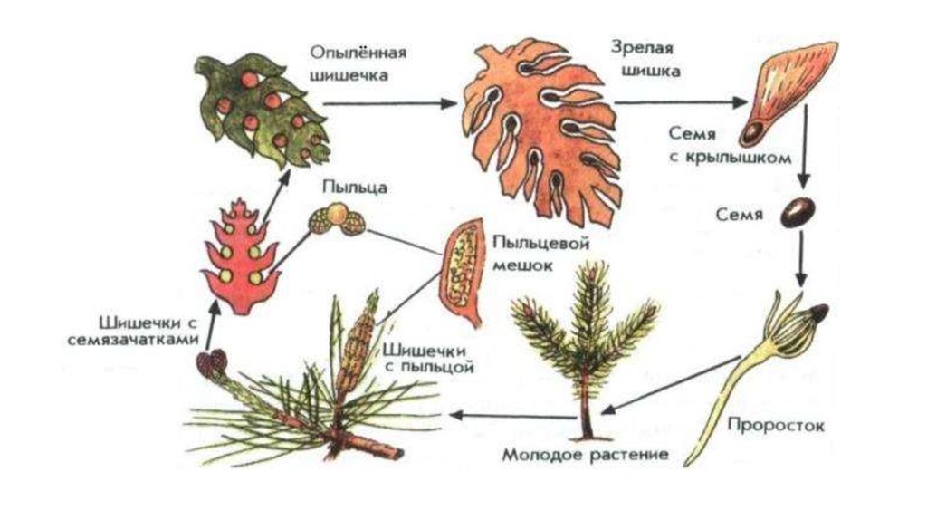 Процесс размножения сосны зарисуйте схему жизненного цикла