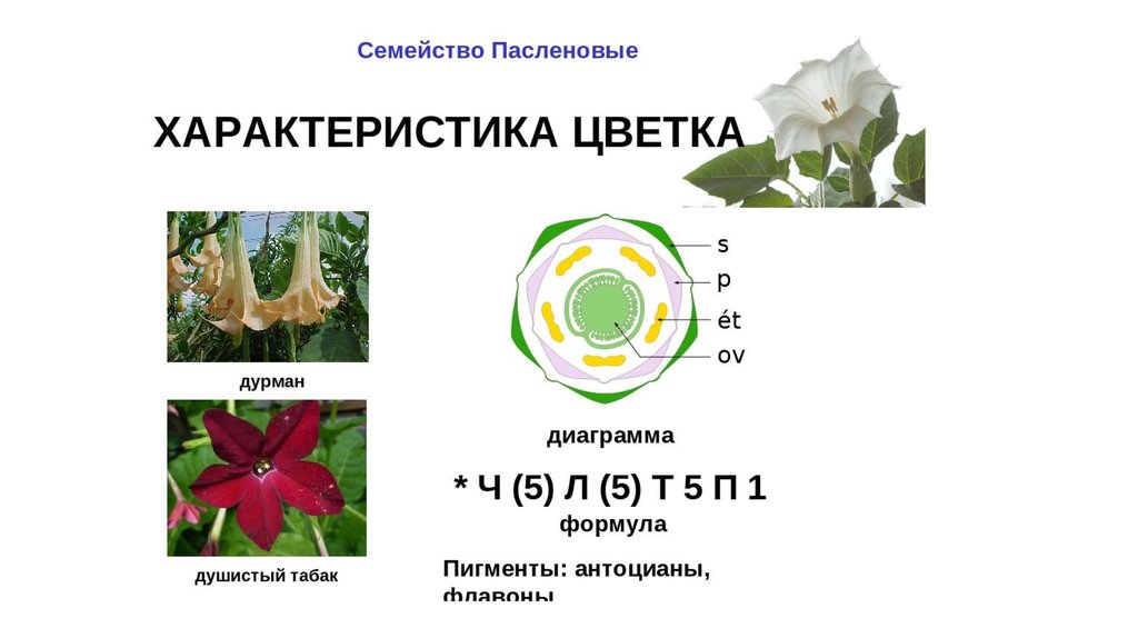 Формула и диаграмма пасленовых. Формула цветка пасленовых. Семейство Пасленовые формула цветка. Формула цветка пасленовых растений. Формула и диаграмма цветка пасленовых.