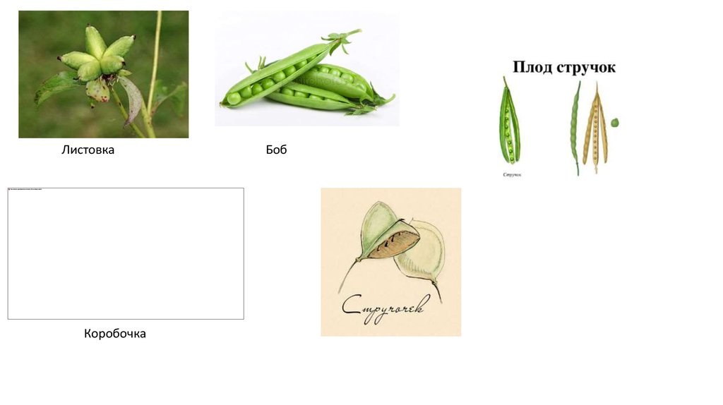 На рисунке изображен плод боб стручок ягода коробочка