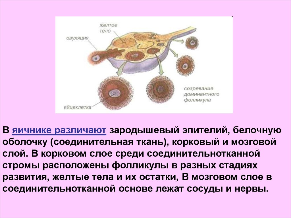 Где происходит созревание яйцеклеток. Оболочки яичника зародышевый эпителий. Оболочки фолликула яичника. Эпителий фолликулов яичника. Желтое тело это яйцеклетка.