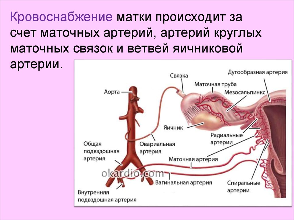 Cual es la arteria principal del cuerpo humano