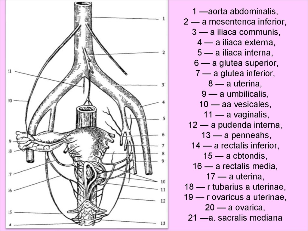 Железы женских половых органов. Женская половая система анатомия кровоснабжение иннервация. Яичниковая артерия анатомия. Топографическая анатомия яичниковая артерия. Артерии кровоснабжающие наружные половые органы.