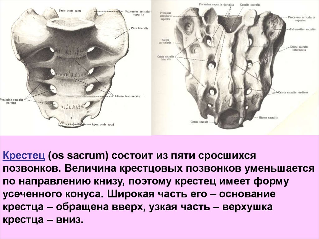 Строение женских органов фото