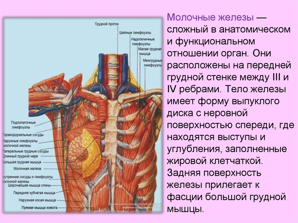 Анатомия человека внутренние органы в картинках со спины