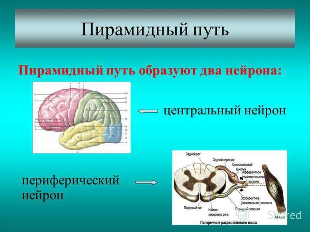 Центральный путь. Периферический двигательный Нейрон. Периферический двигательный Нейрон анатомия. Центральный Нейрон двигательного пути. Центрального двигательного неврона.