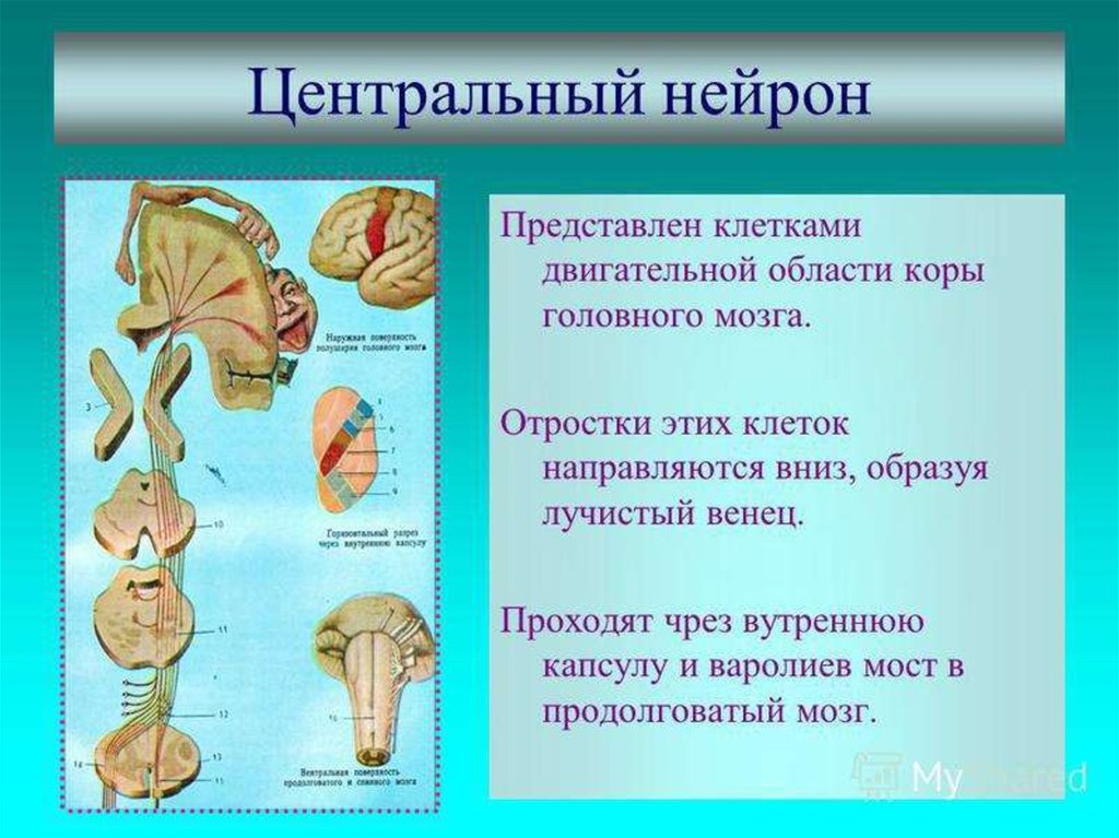 Где расположен двигательный нейрон