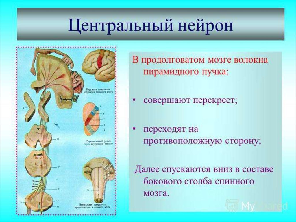 Пирамидные пути анатомия. Пирамидный кортикоспинальный тракт. Кортикоспинальный пирамидный путь. Центральный Нейрон пирамидного пути. Кортико-спинальный двигательный путь.