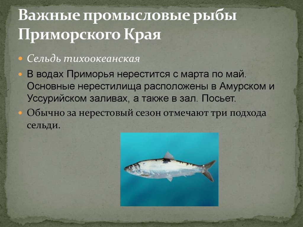 Почему численность промысловых рыб. Промысловые рыбы. Промысловые рыбы Приморского края. Важнейшие промысловые виды рыб.