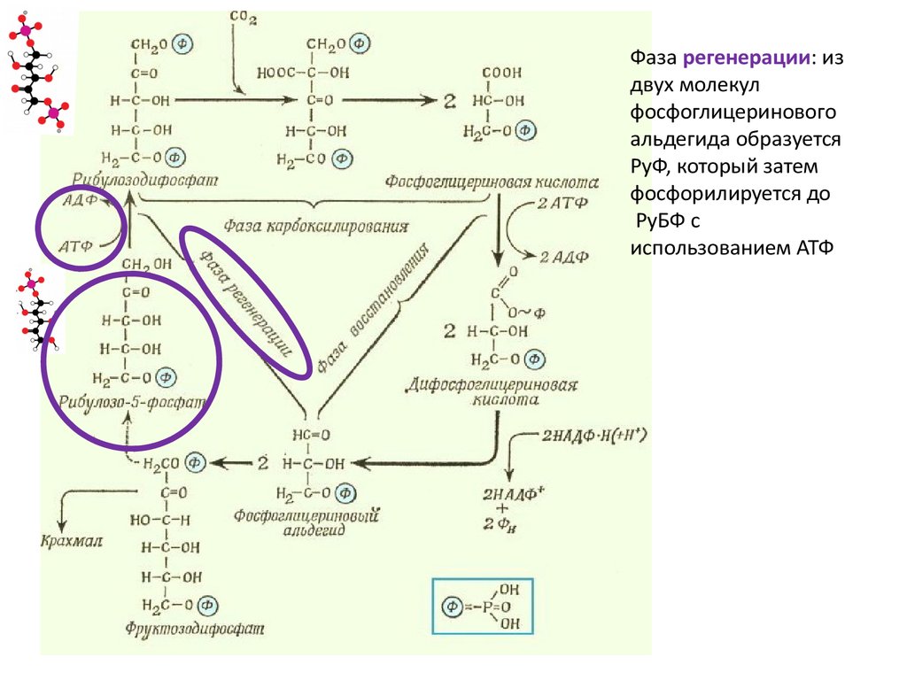 Световая фаза фотосинтеза последовательность процессов
