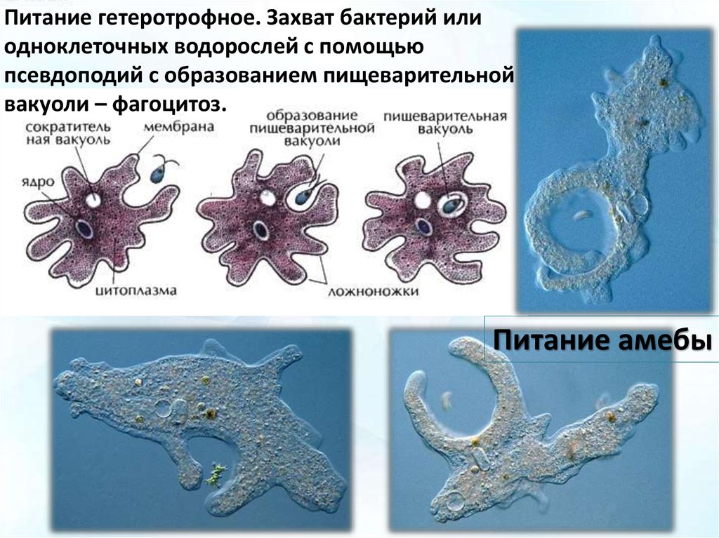 Простейшие саркодовые жгутиковые