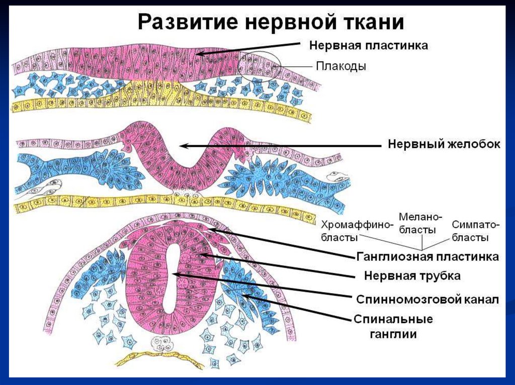 Зародышевая ткань. Нервная трубка и ганглиозная пластинка. Нервная трубка гистология. Образование нервной трубки гистология. Ганглиозная пластинка гистология.