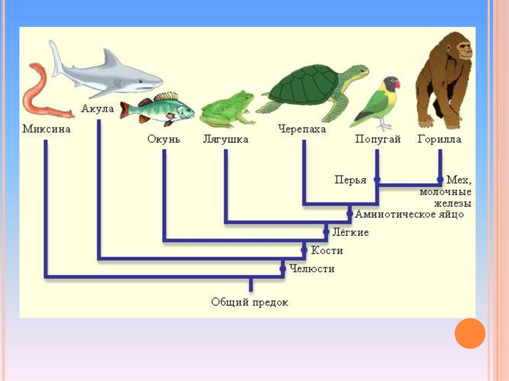 Эволюция животного мира презентация