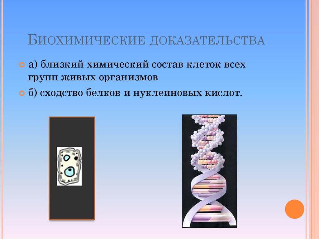 Молекулярные доказательства. Биохимические доказательства.