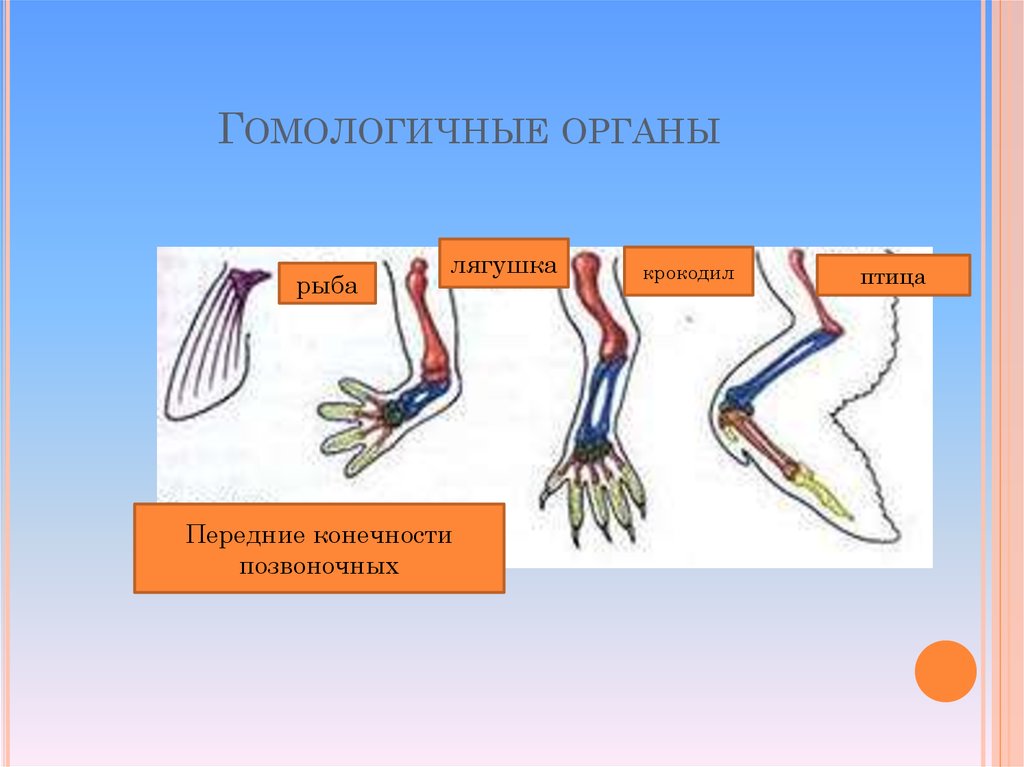 Гомологичные доказательства. Конечности позвоночных. Гомологичные органы. Гомологичные органы у животных. Гомологичные конечности.