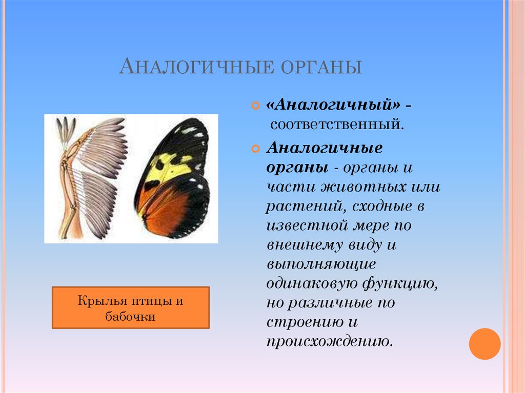 Аналогичные представленным. Аналогичные органы. Аналогичные органы крыло бабочки и крыло птицы. Крыло бабочки и птицы аналогичные органы. Птица с крыльями бабочки.