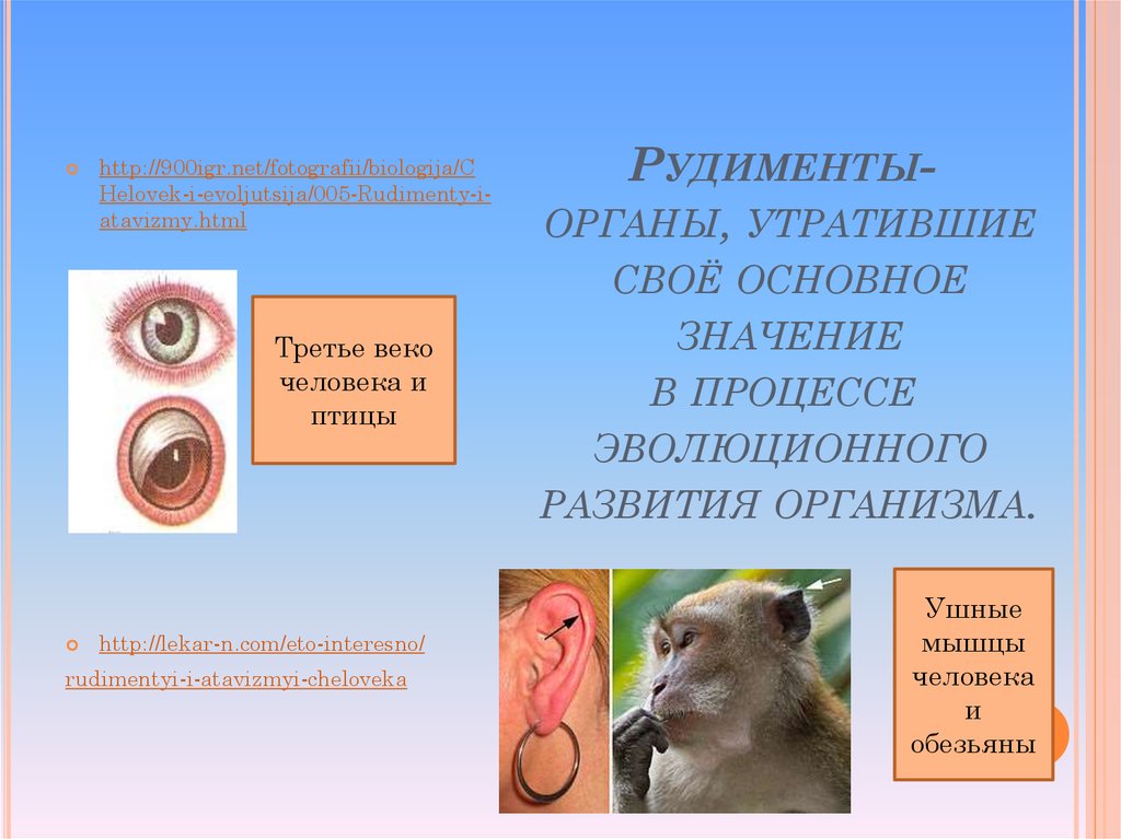 Рудимент третьего века. Органы утратившие в процессе эволюции свое значение. Ушные мышцы у человека рудименты. Третье веко доказательство эволюции.