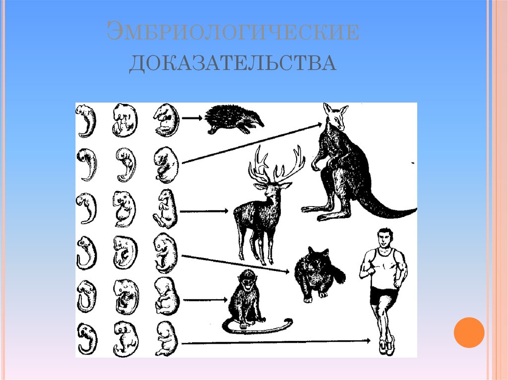 Эмбриологические доказательства. Эмбриологические доказательства эволюции органического мира. Эмбриологические доказательства эволюции примеры. Эмбриологические доказательства эволюционного родства животных. Эмбриональные доказательства эволюции человека.