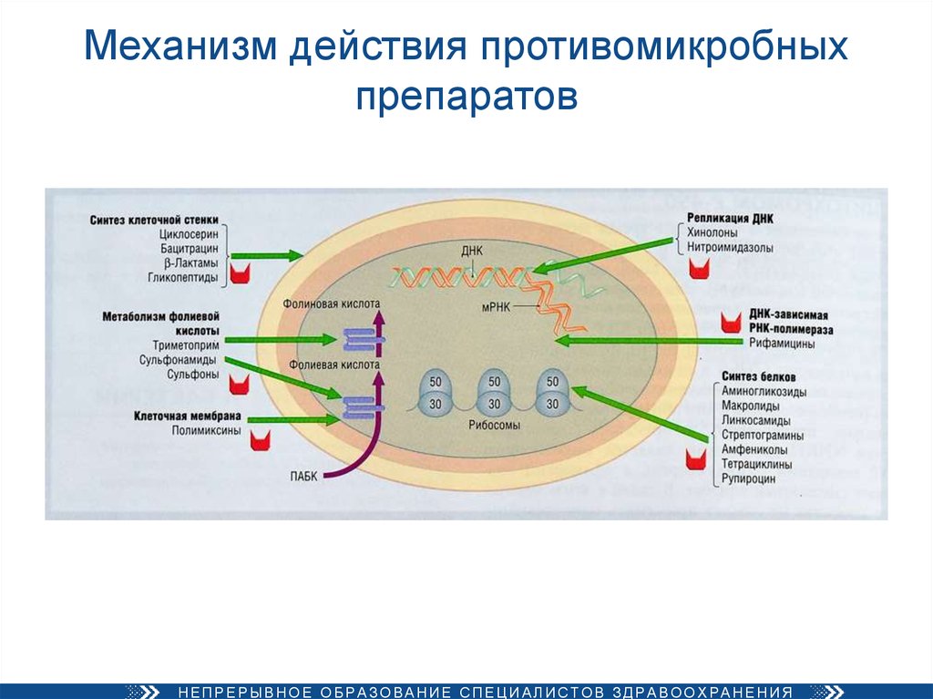 Основной механизм действия. Механизм действия противомикробных средств. Механизм действия противомикробных препаратов. Механизм антимикробного действия антибактериальных средств. Механизм действия антимикробных механизмов.