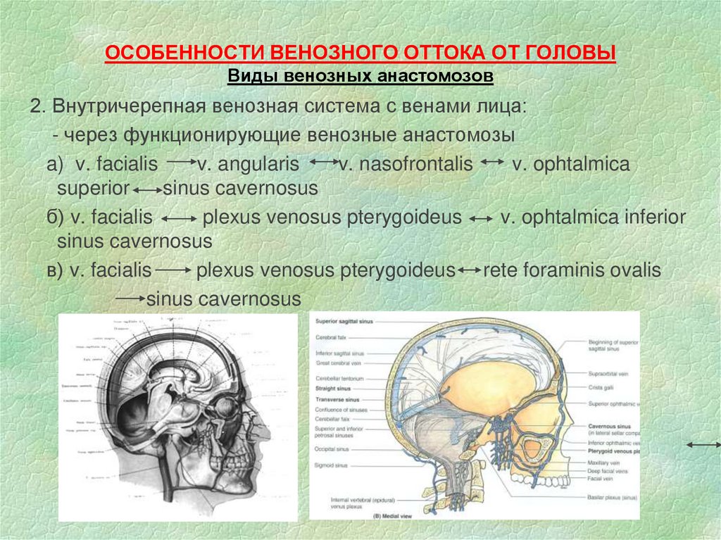 Отток крови от головного мозга. Мозговой отдел головы топографическая анатомия. Венозные анастомозы головы. Венозный отток от головы анатомия.