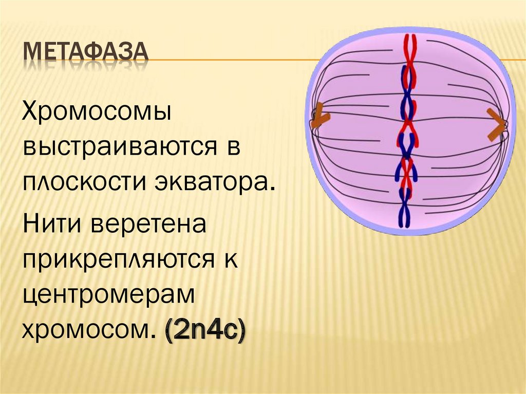 Метафаза днк