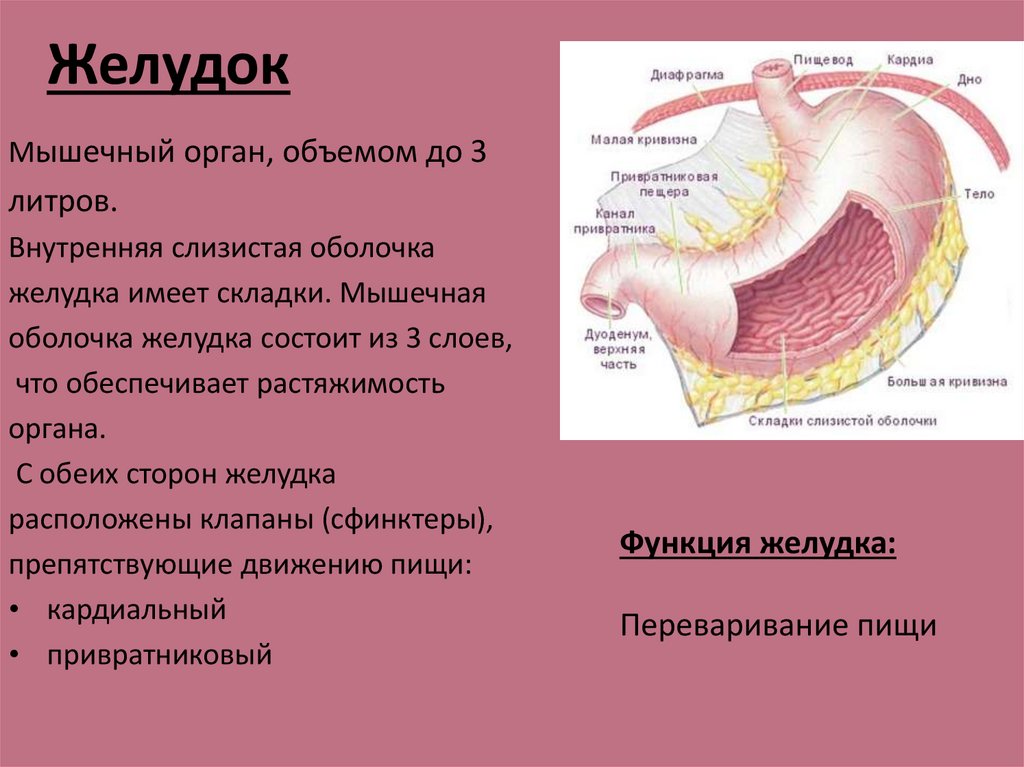 Части органа желудка