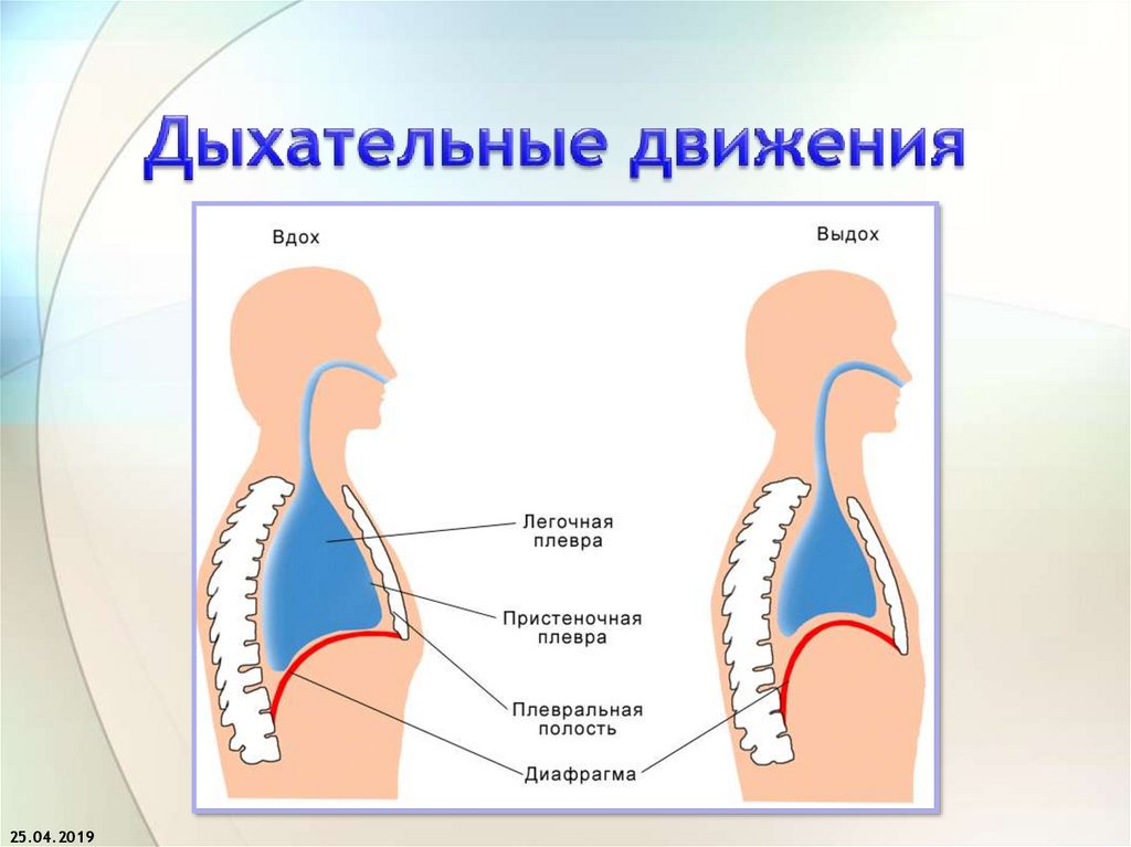 Схема акта дыхания