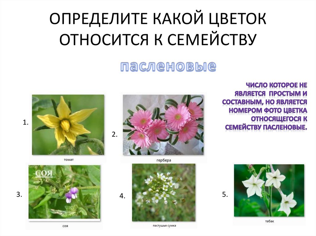 Какие цветы относятся. Что относится к цветку. Определи к какому семейству относится. К какому семейству относится цветок. К какой группе относятся цветы.