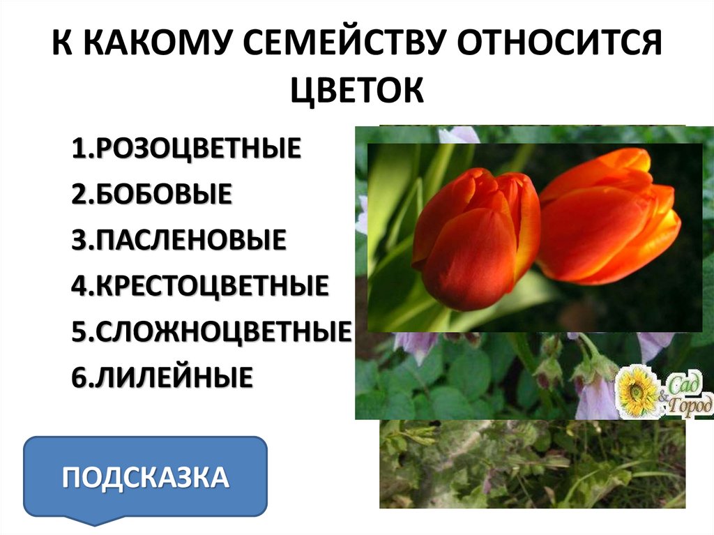 Какие цветы относятся