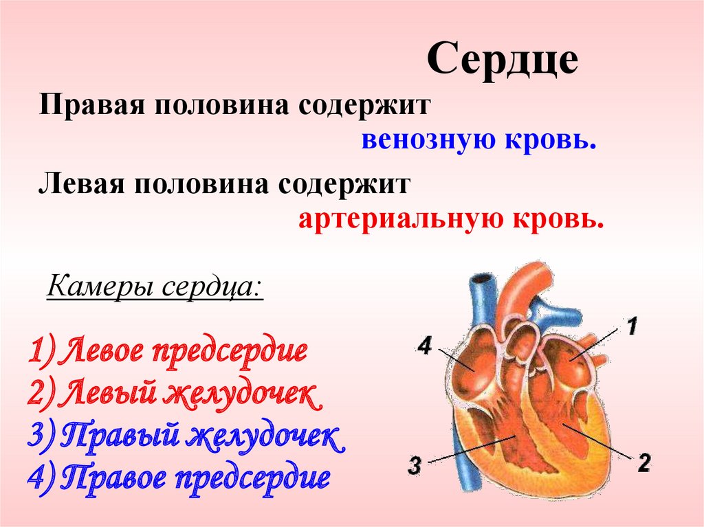 Левая половина сердца. Венозная кровь содержится в. Артериальная и венозная кровь в сердце. Артериальная кровь содержится в. Содержит артериальную кровь.