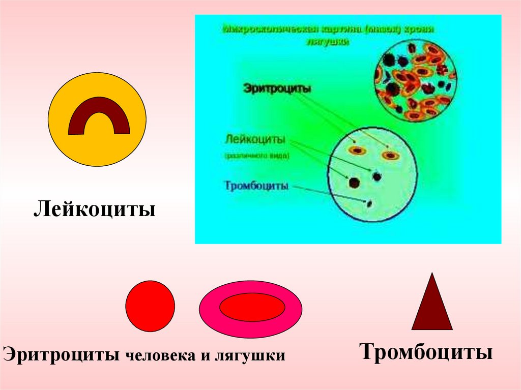 Рисунок эритроцита. Эритроциты и лейкоциты лягушки.
