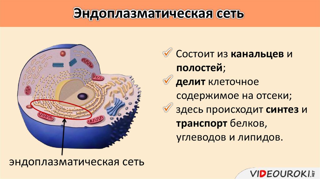 Эндоплазматическая сеть клетки растений