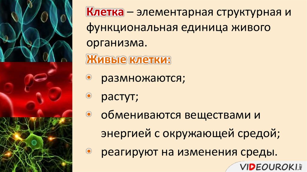 Клетка единица организма