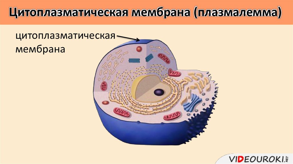 Цитоплазматическая мембрана