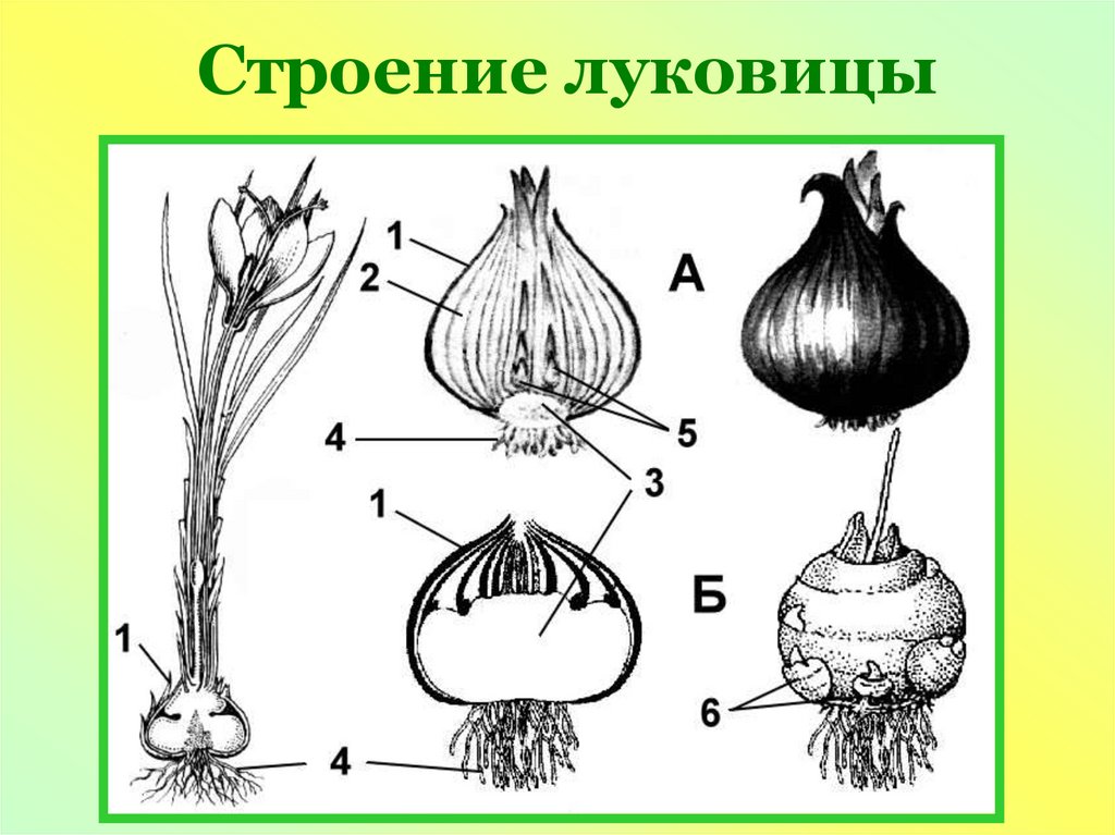 Луковица рисунок с подписями