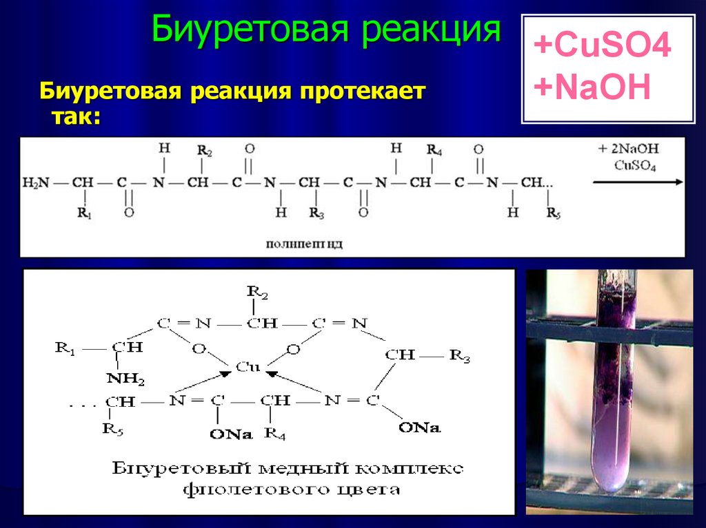 Полипептиды с азотной кислотой дают фиолетовое окрашивание. Аспарагиновая кислота биуретовая реакция. Биуретовая реакция белок реакция. Биуретовая реакция на белок. Биуретовая реакция на белок уравнение.
