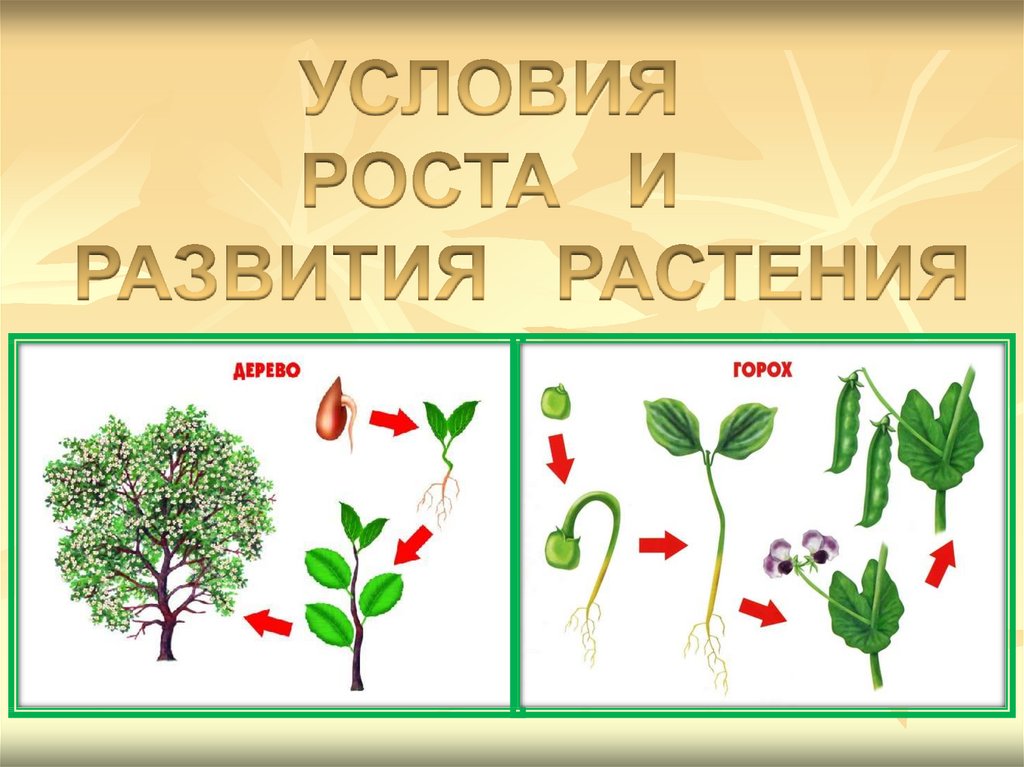 Какие условия необходимы для развития растений. Условия развития растений. Условия роста и развития растений. Рост и развитие растений схема. Условия необходимые для развития растений.