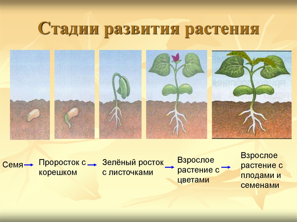 Установите последовательность этапов выращивания растения. Прорастание семян огурца схема. Стадии прорастания семян фасоли. Этапы развития растений. Стадии развития растений.