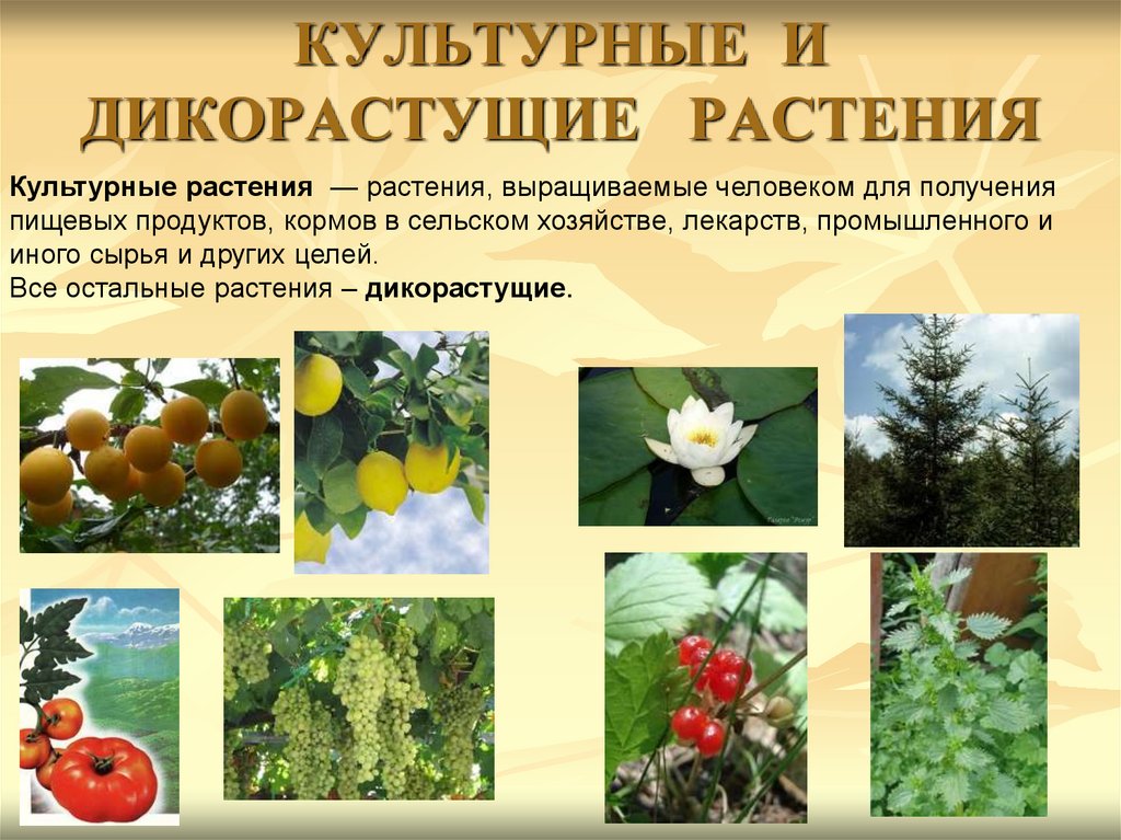 Какие растения выращивают в московской области. Дикорастущие и культурные растения. Цветы дикорастущие и культурные. Дикорастущие цветковые растения. РАСТЕНИЕДИКОРАСТУЩЕЕ икультурные.