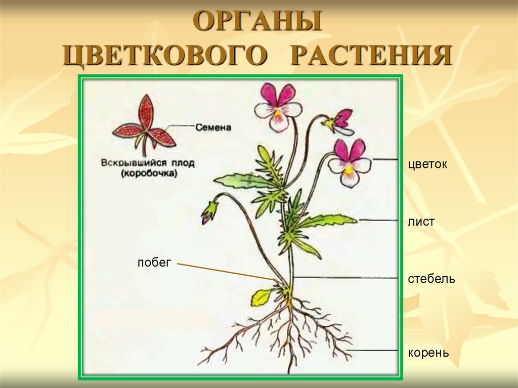 Цветок плод семя органы служащие для. Органы цветковых растений стебель. Строение органов цветкового растения. Строение побега цветкового растения. Цветковое растение и его органы: корень и побег.