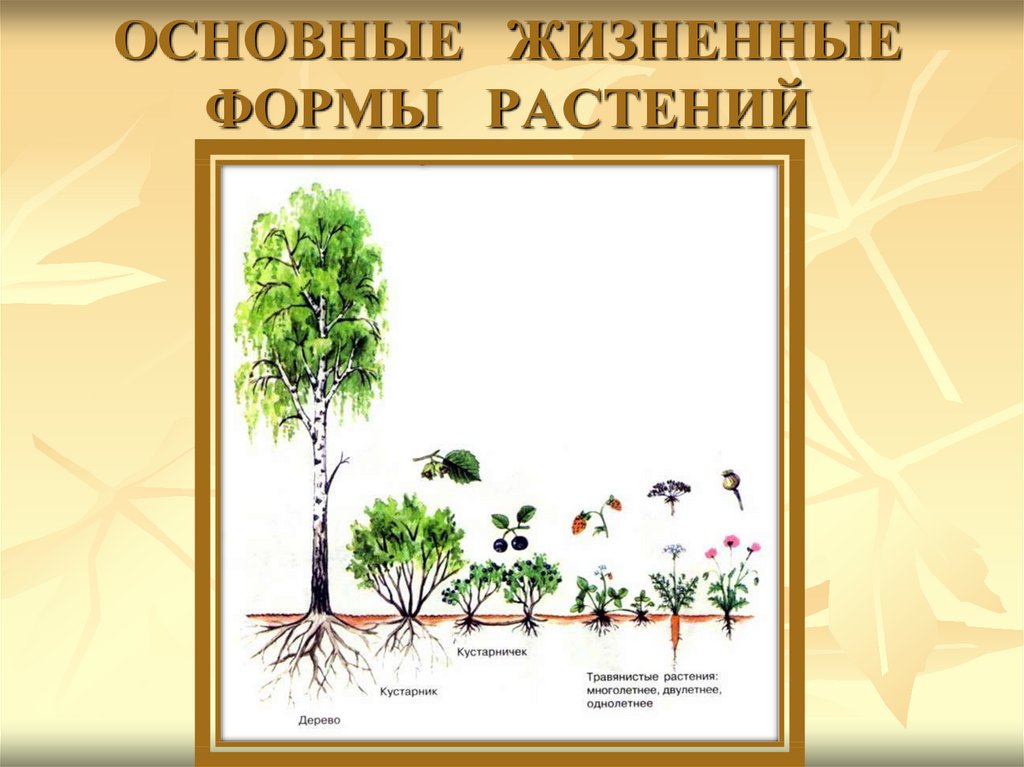 Основные жизненные формы деревья и кустарники. Этапы развития растений. Рост и развитие растений. Растения для презентации. Развитие растений картинки.