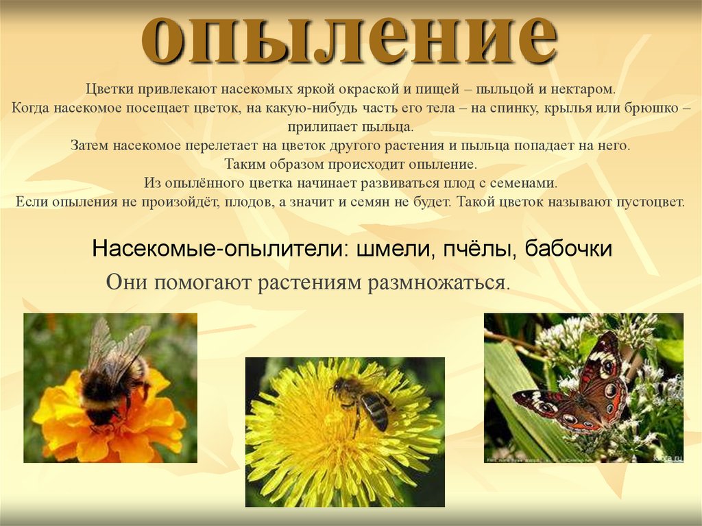 Привлекает опылителей. Опыление растений насекомыми. Какие насекомые опыляют цветы. Растение опыляется насекомыми. Насекомые опылители растений презентация.