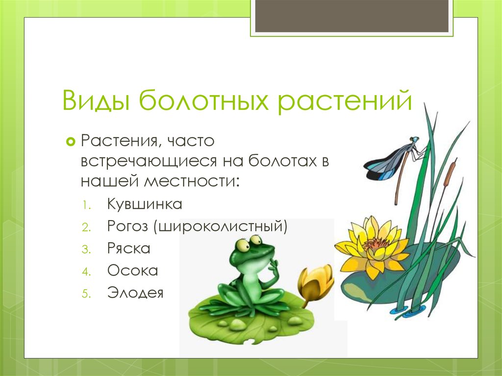 Таблица болот растения
