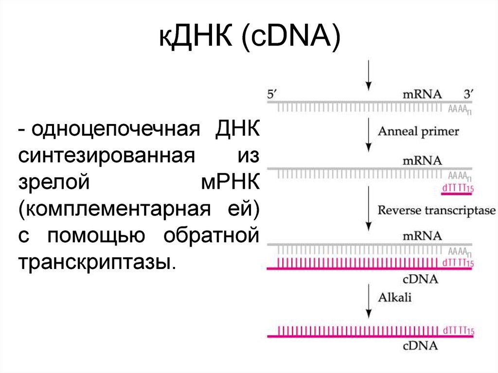 Одноцепочечная рнк. МРНК КДНК. Синтез КДНК на матрице РНК. Комплементарная ДНК. Синтез КДНК.