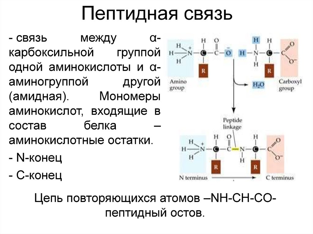 Концевые аминокислоты. Группа атомов пептидной связи. Пептидная связь - между аминокислотными остатками -. Между аминокислотами возникает пептидная связь. Образование пептидной связи между 3 аминокислотами.