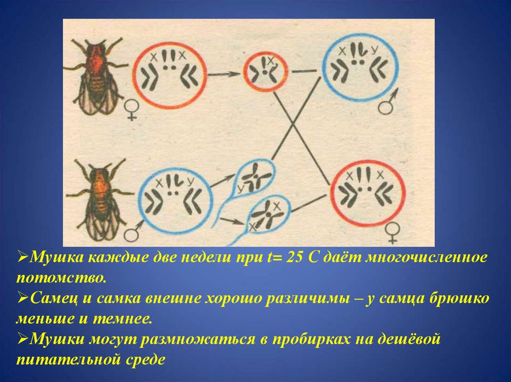 Каждую 2. Законы наследственности т Морган. Сцепленное наследование признаков закон Моргана. Томас Хант Морган наследование сцепленное с полом. Законы сцепленного наследования. Теория т.Моргана.