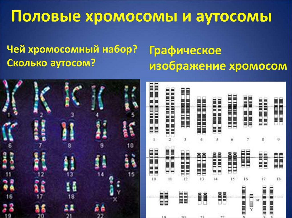 Назовите число хромосом. Половые хромосомы. Набор хромосом у человека. Аутосомы и половые хромосомы. Половые хромосомы в кариотипе.