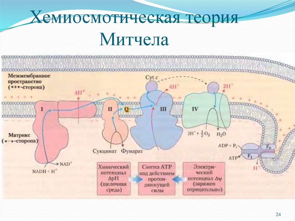 Хемиосмотическая теория митчелла схема