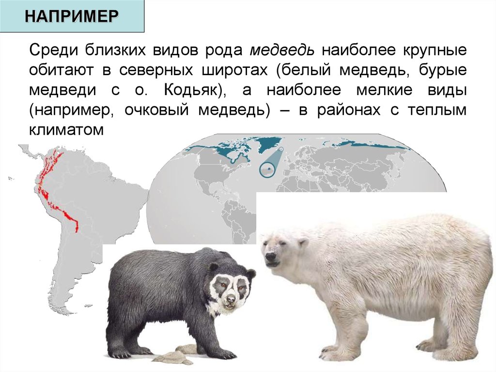 Где живут медведи на каком материке