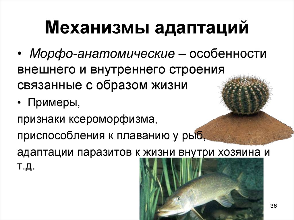 Особенности строения связанные с образом жизни. Морфо-анатомические адаптации. Примеры адаптации. Адаптация рыб. Морфо анатомические адаптации примеры.