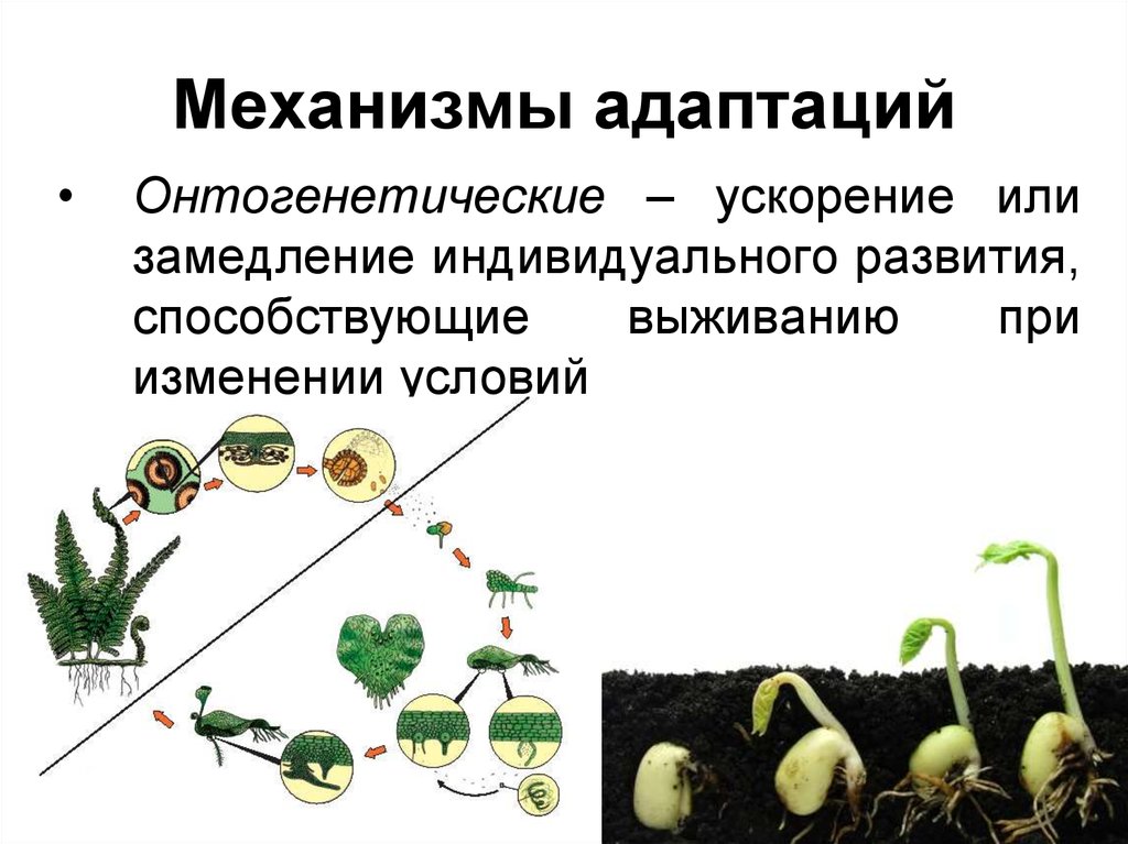 Среда и механизмы. Онтогенетические адаптации примеры. Онтогенетический механизм адаптации. Механизмы адаптации растений и животных. Адаптация растений биология.